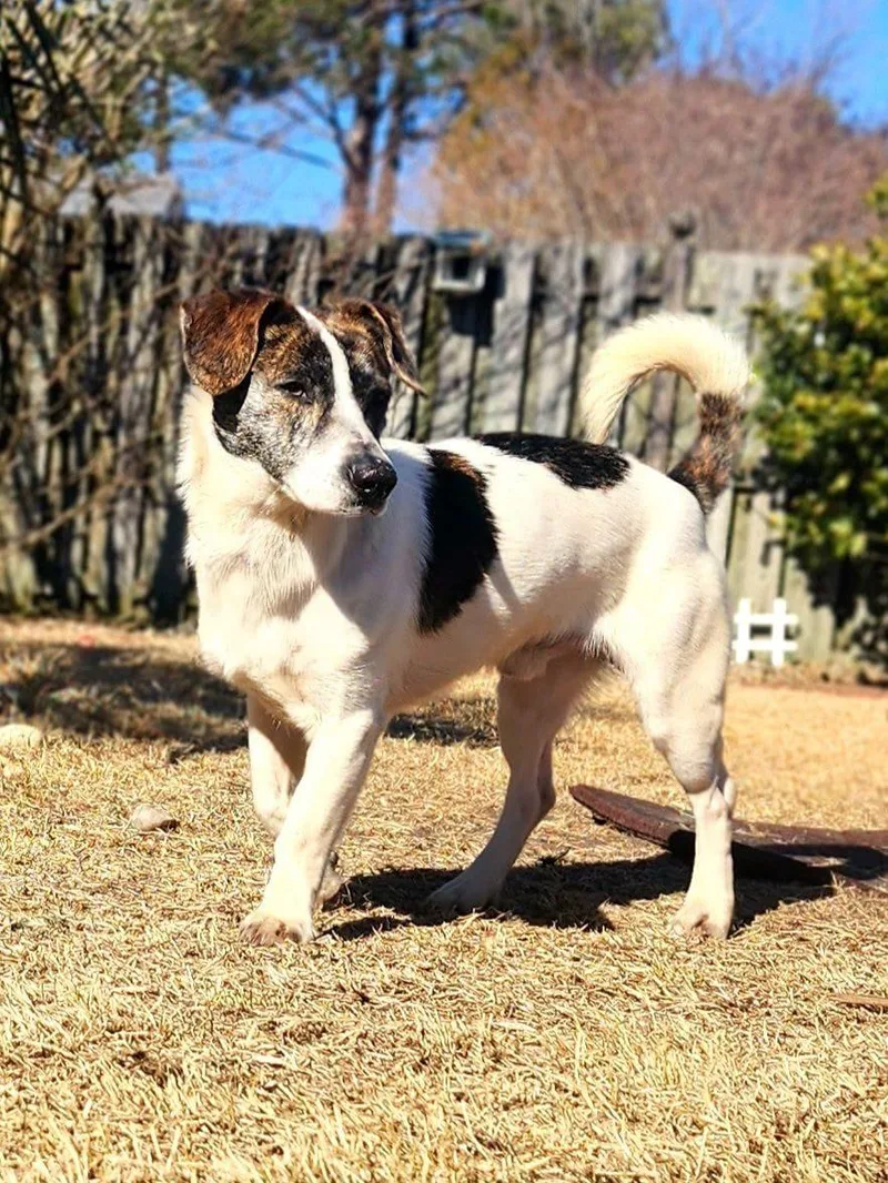 An adult small-sized male White / Cream Jack Russell Terrier dog named Gryphon for adoption in Manhasset, NY