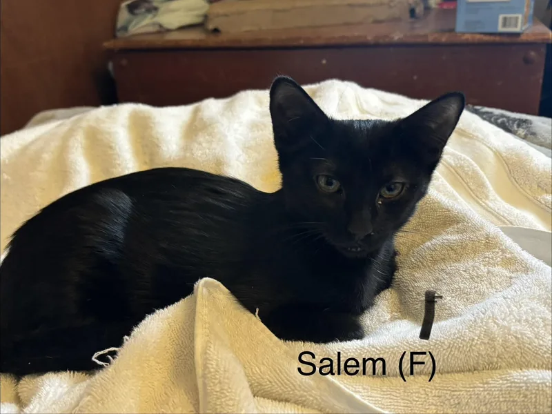 Salem thumbnail 2