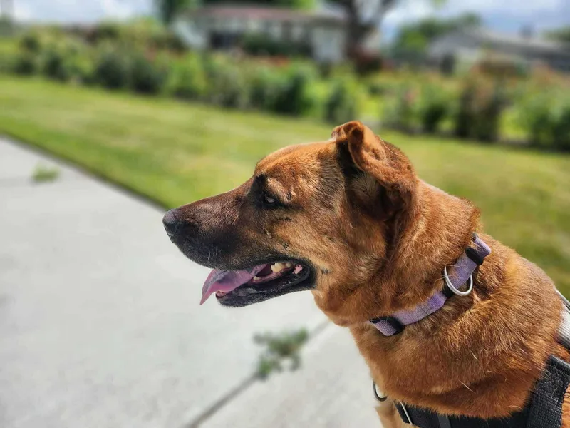 Callista thumbnail 3