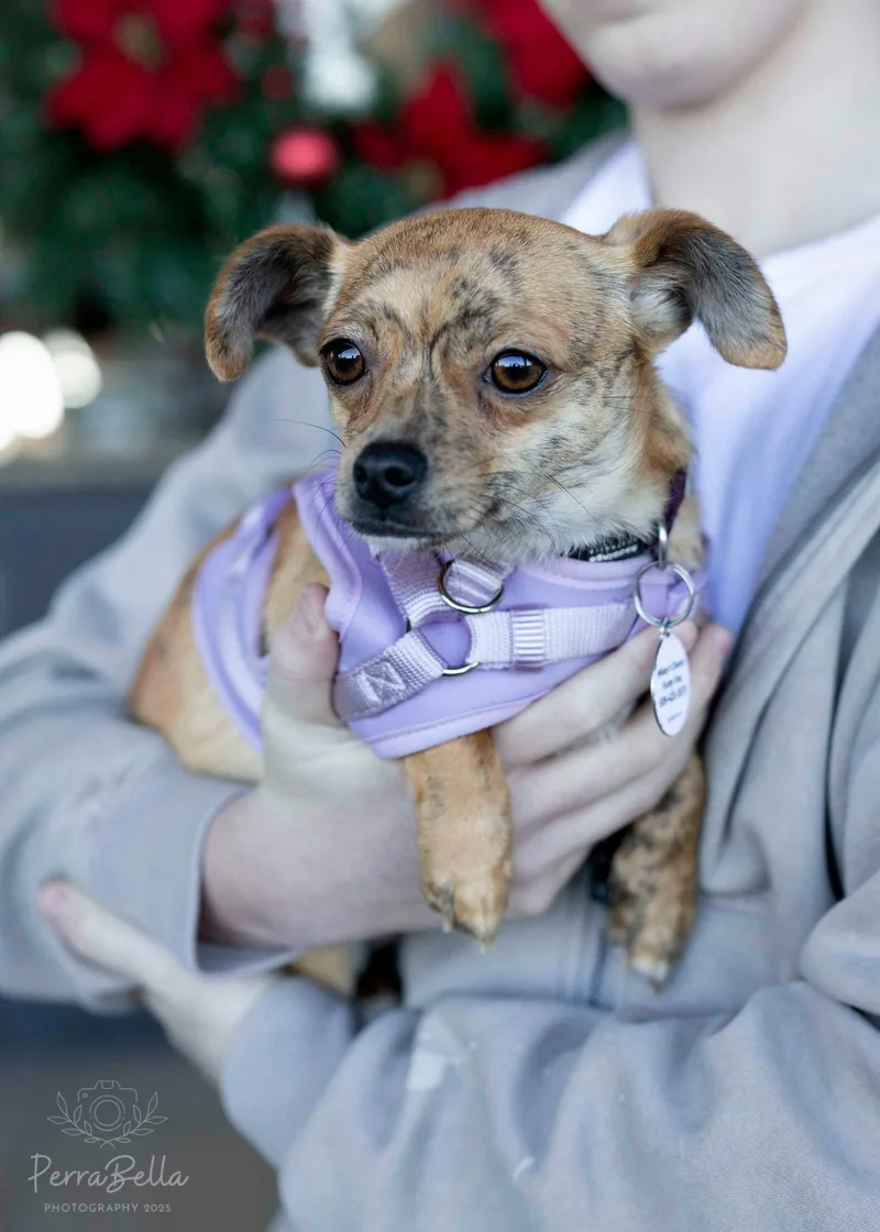 Chai Tea thumbnail 2