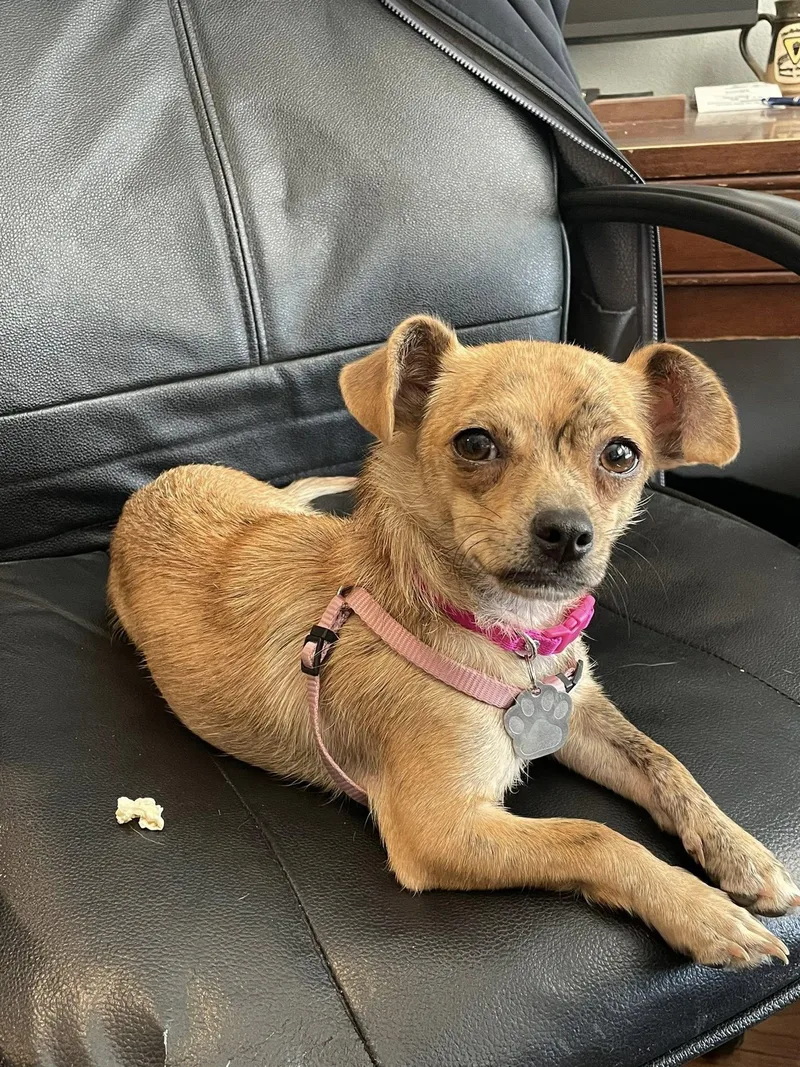 Chai Tea thumbnail 3