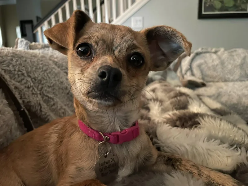 Chai Tea thumbnail 4