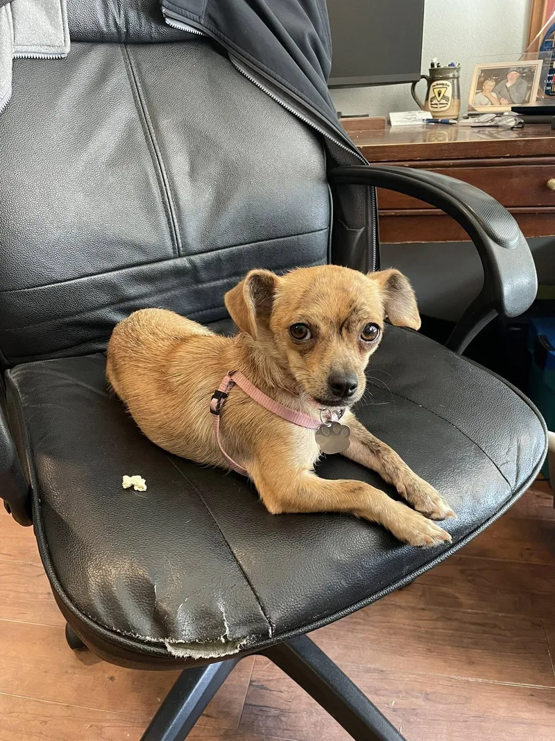 Chai Tea thumbnail 6