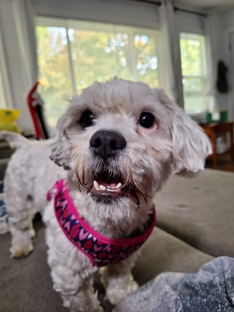 Monte Scarlatto thumbnail 4