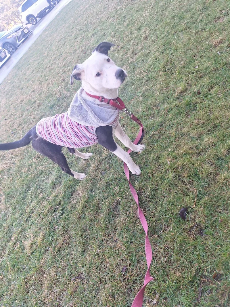 Rutabaga thumbnail 2