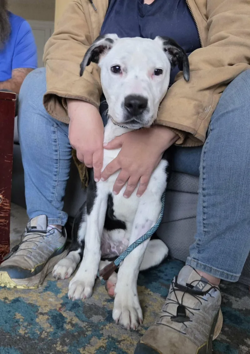 Rutabaga thumbnail 6