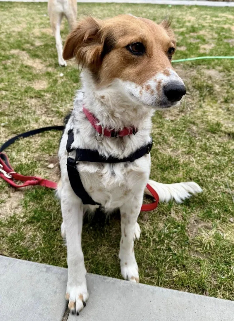 Sagemoor thumbnail 6