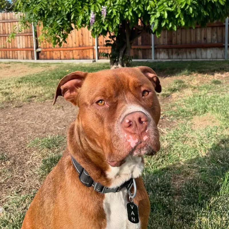 Van Haagar thumbnail 3