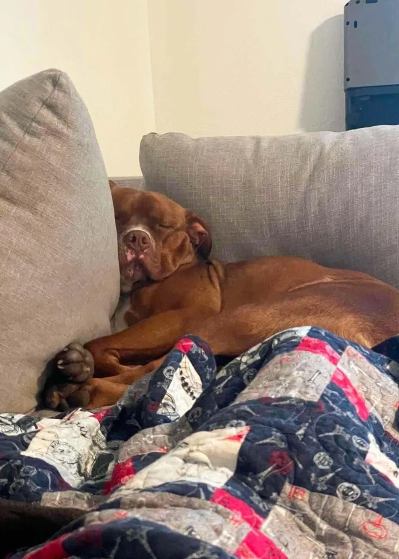 Van Haagar thumbnail 4