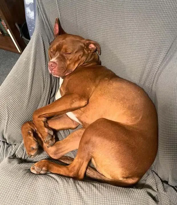 Van Haagar thumbnail 5