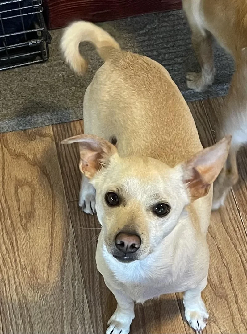 Snickers thumbnail 2