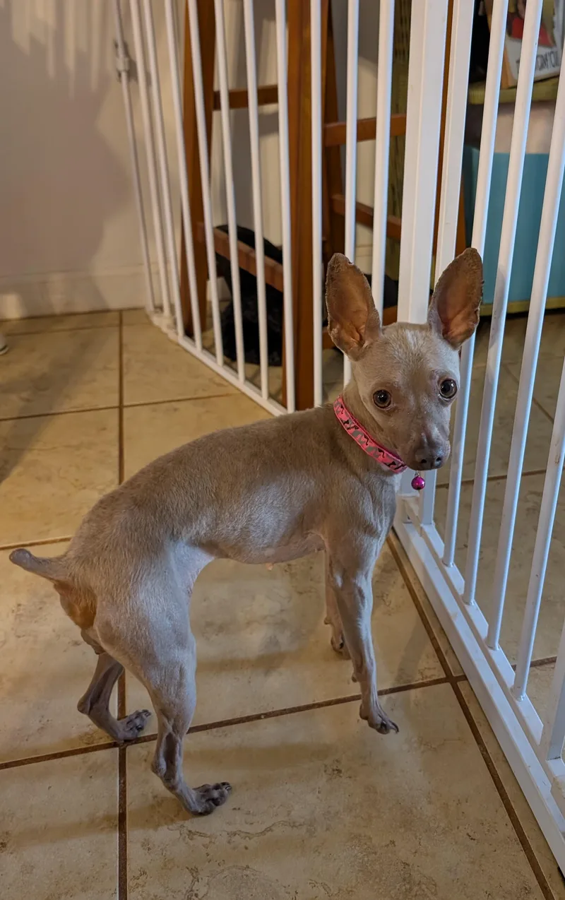 Primrose thumbnail 2