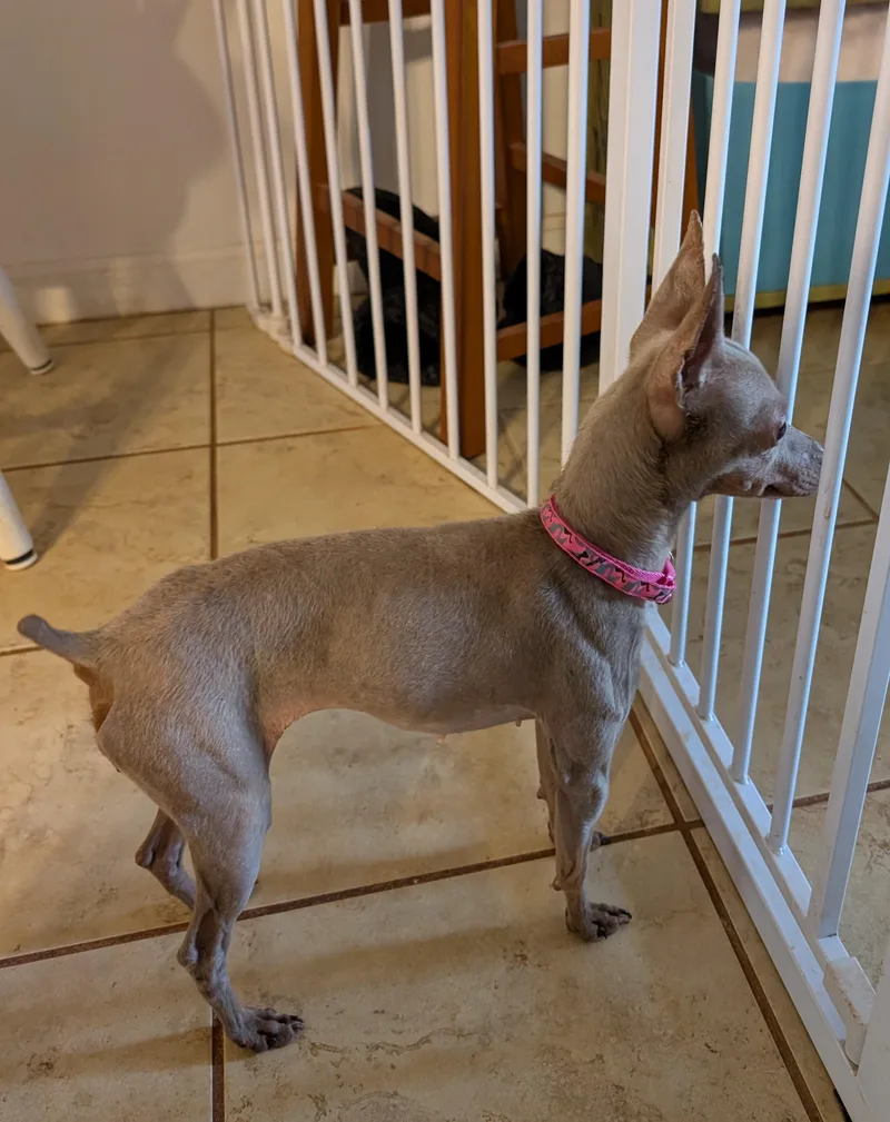 Primrose thumbnail 3