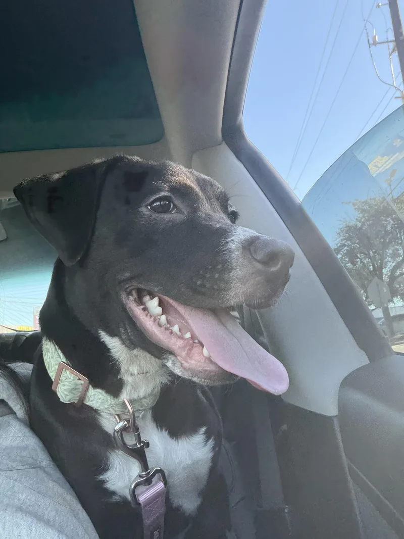 Buttercup thumbnail 2