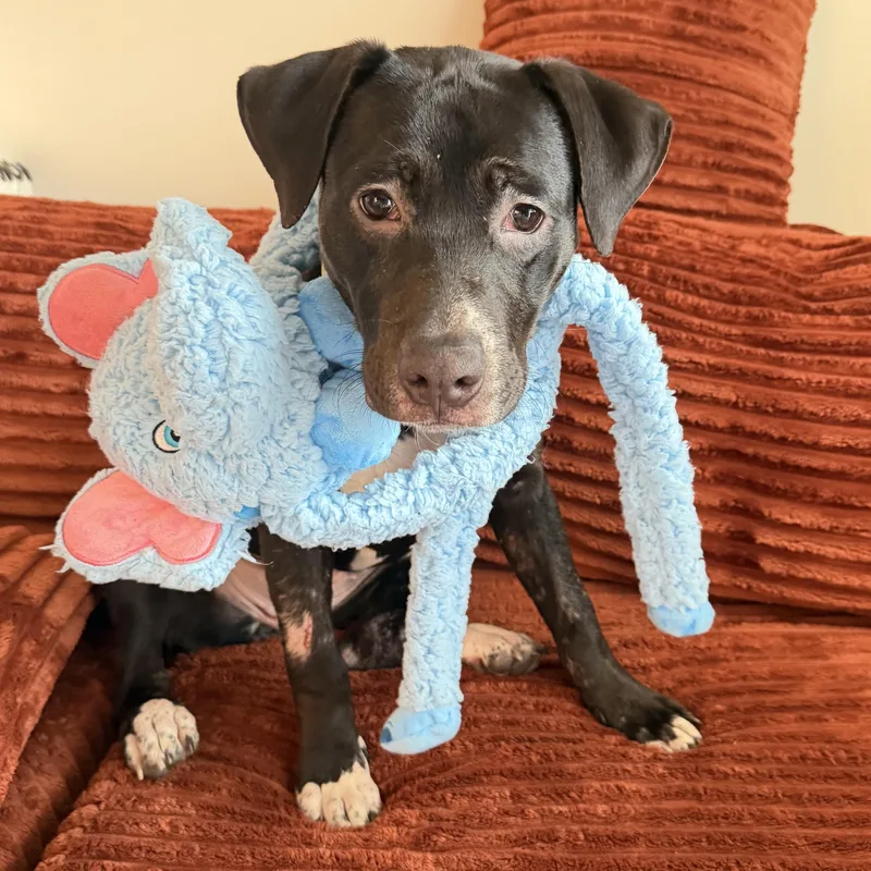 Buttercup thumbnail 3