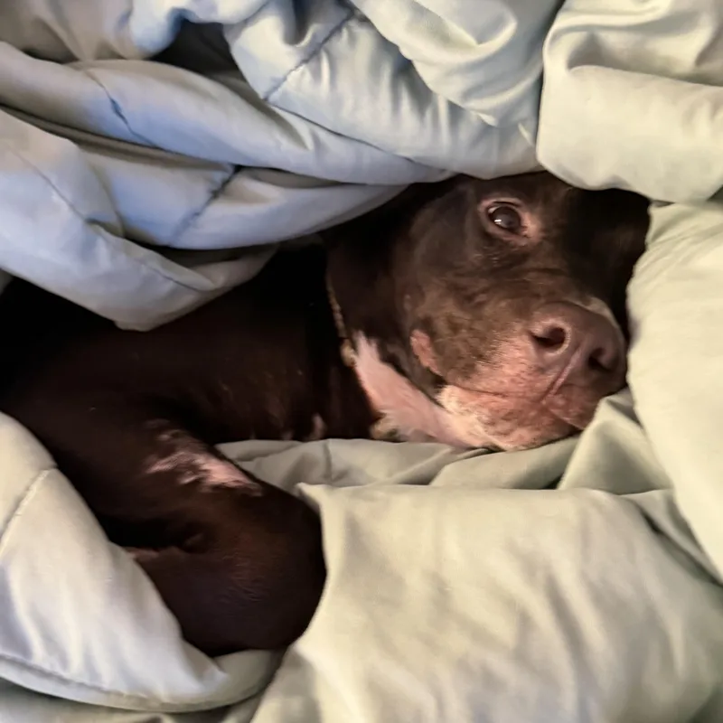 Buttercup thumbnail 4