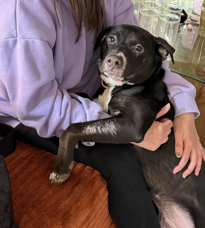 Buttercup thumbnail 5