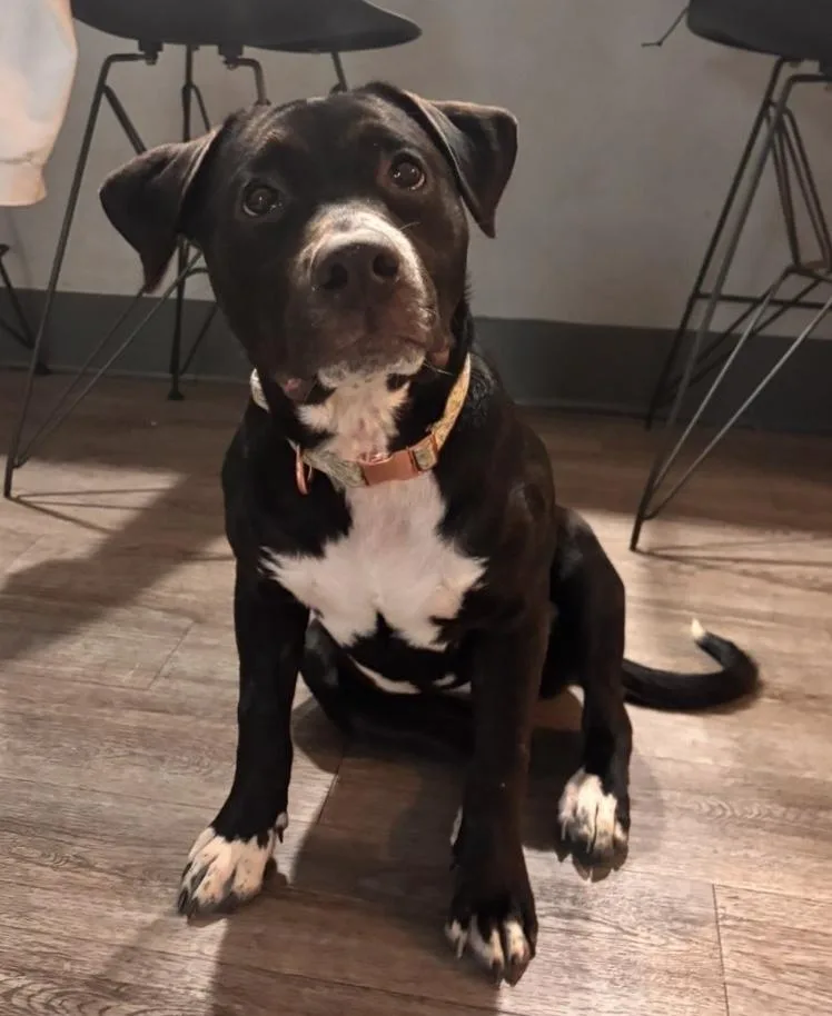 Buttercup thumbnail 6