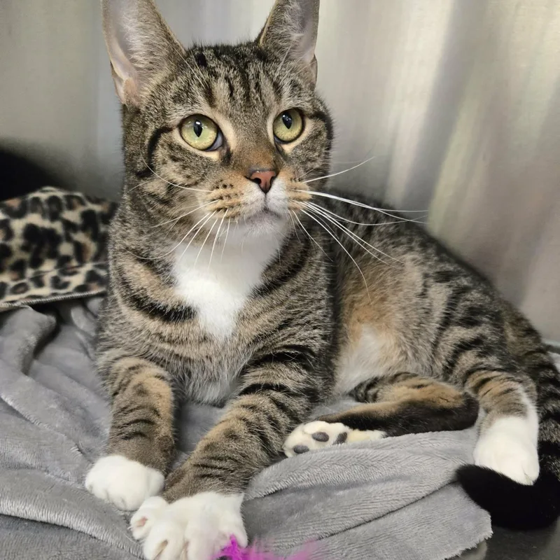 Sagittarius thumbnail 2