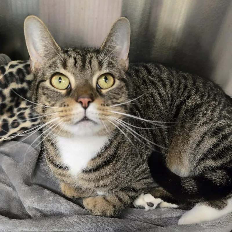 Sagittarius thumbnail 3