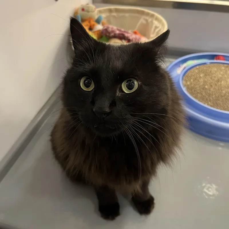 Ladyhawke thumbnail 2