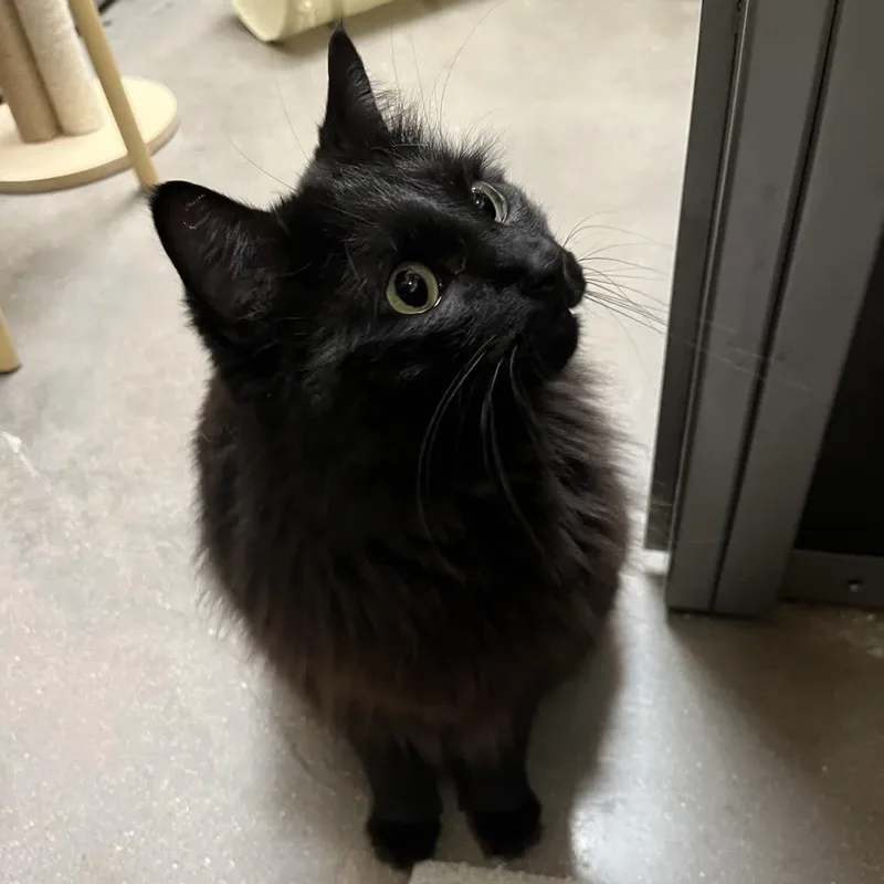 Ladyhawke thumbnail 3