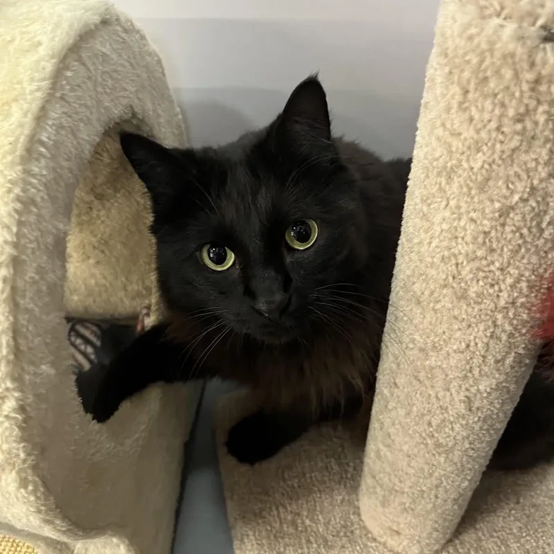 Ladyhawke thumbnail 4