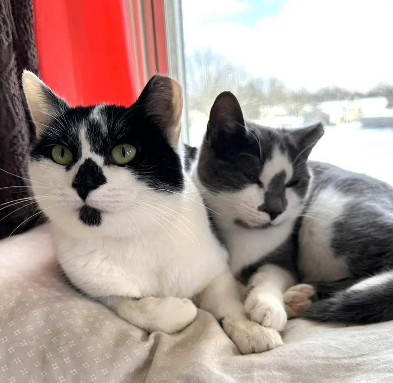 Grayson Rb  Bonded thumbnail 2