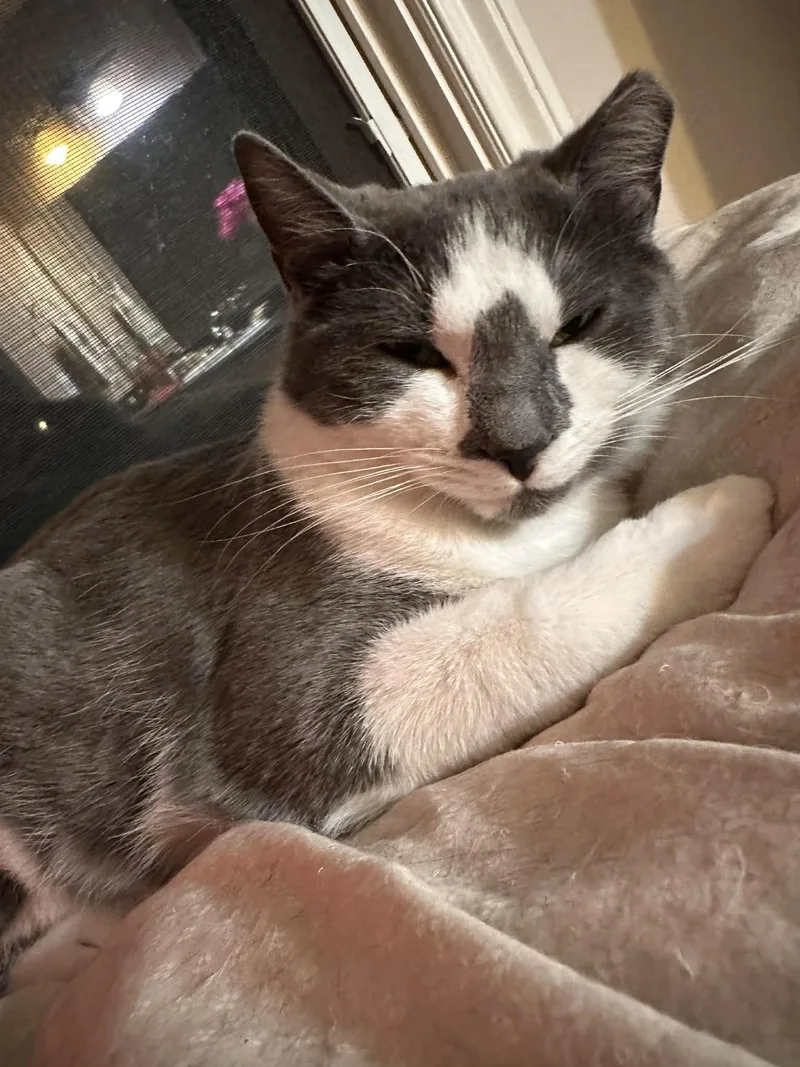 Grayson Rb  Bonded thumbnail 3