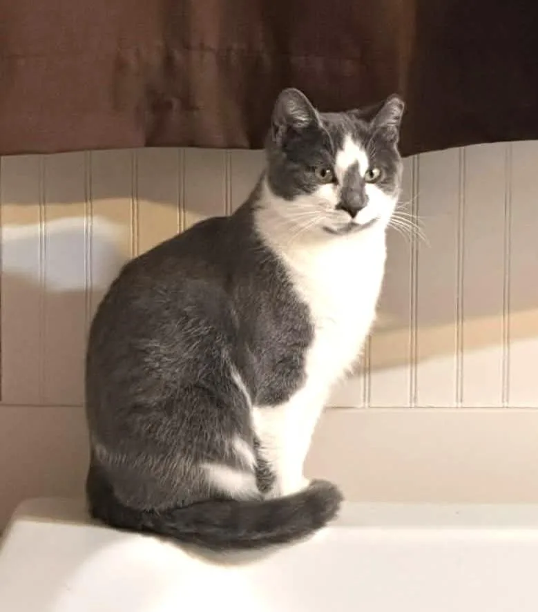 Grayson Rb  Bonded thumbnail 5