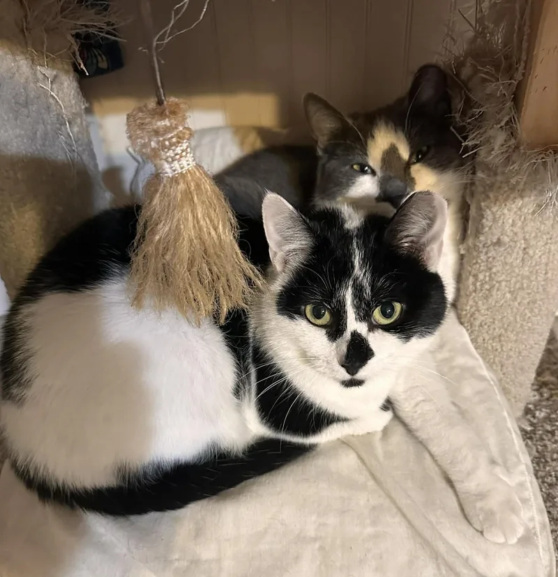 Nina Rb  Bonded thumbnail 2