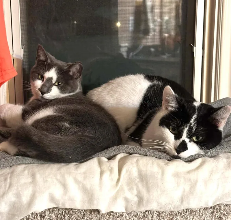 Nina Rb  Bonded thumbnail 3