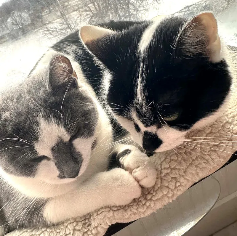 Nina Rb  Bonded thumbnail 4