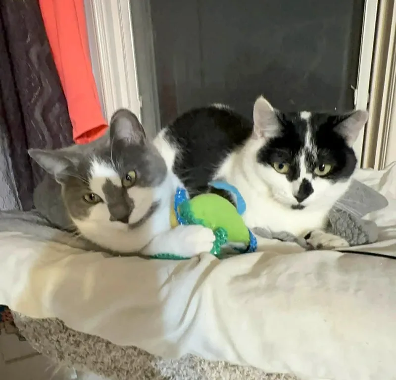 Nina Rb  Bonded thumbnail 5