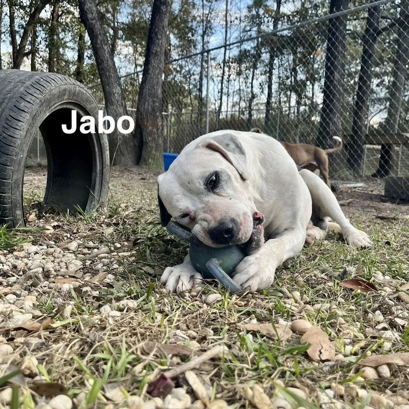 Jabo thumbnail 3