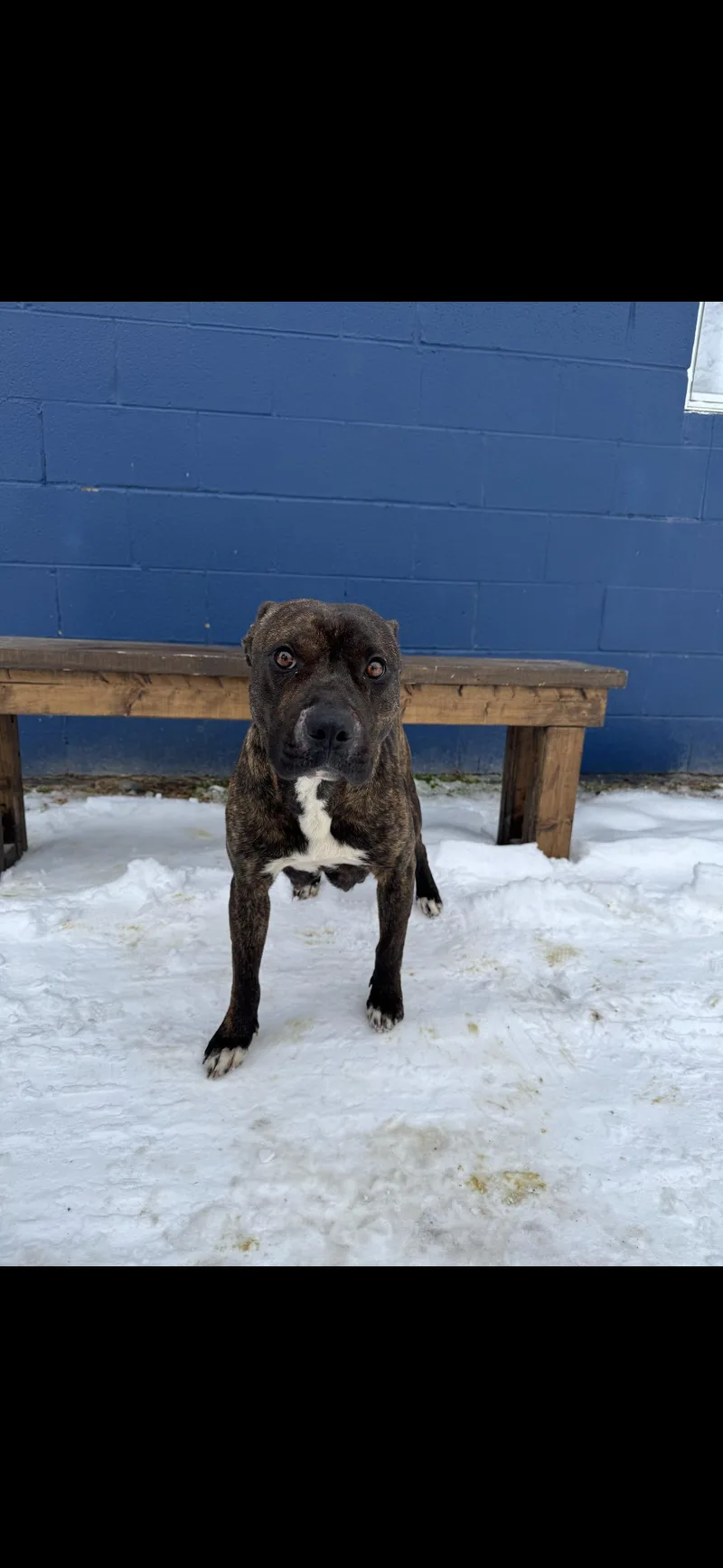 Cassiopeia thumbnail 3