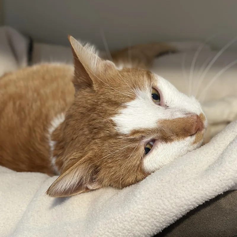 King Arthur thumbnail 2