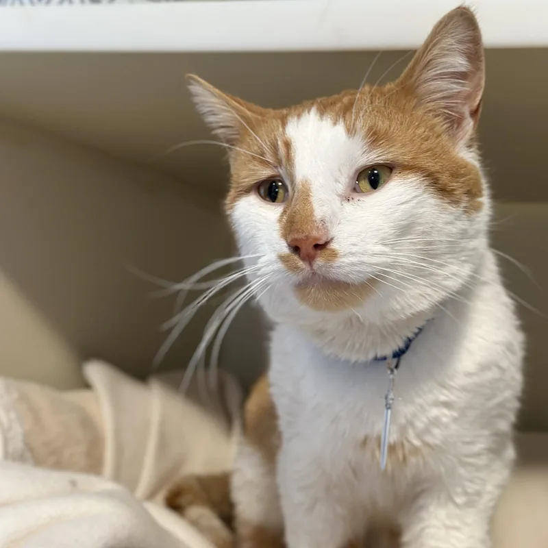 King Arthur thumbnail 3