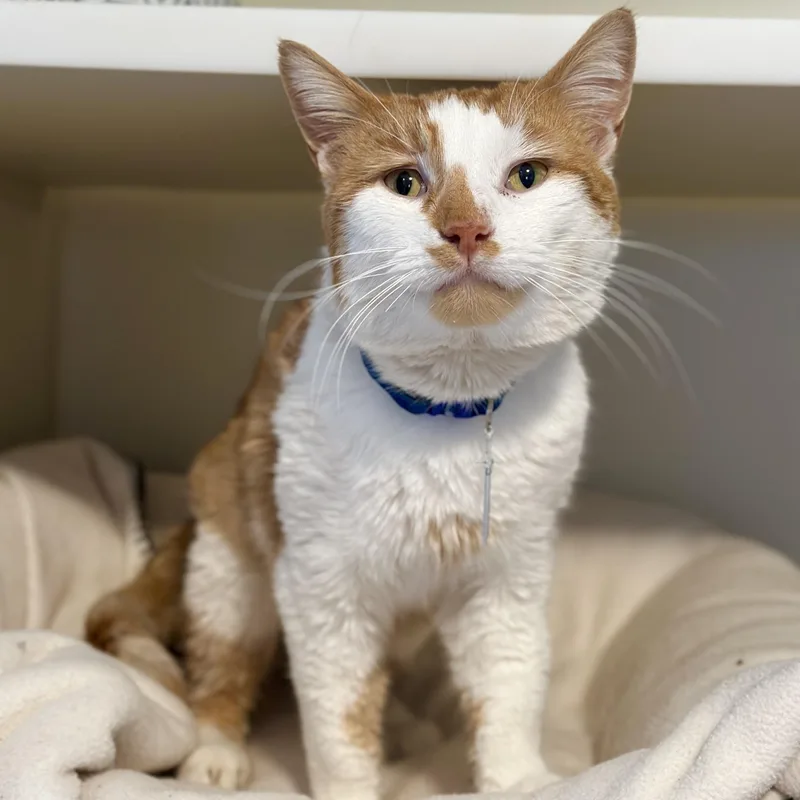 King Arthur thumbnail 4