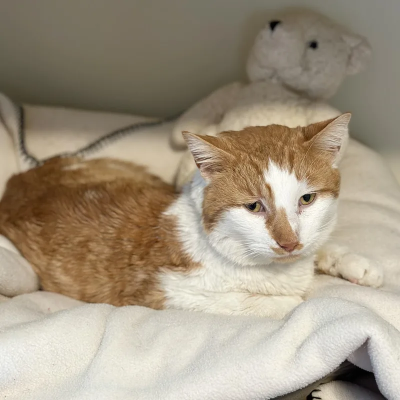 King Arthur thumbnail 5