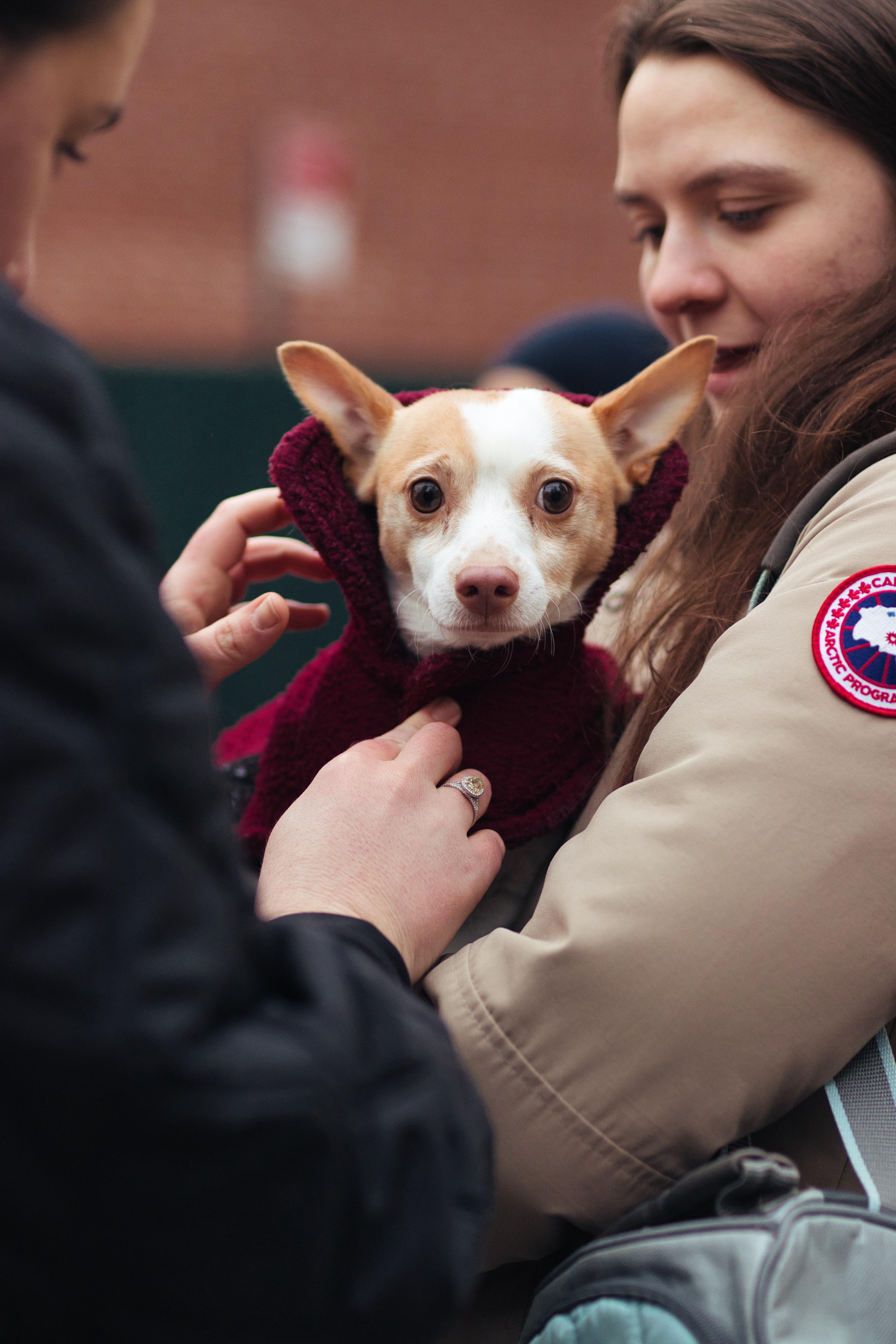 A young small-sized male White / Cream Chihuahua dog named Rusty for adoption in New York, NY