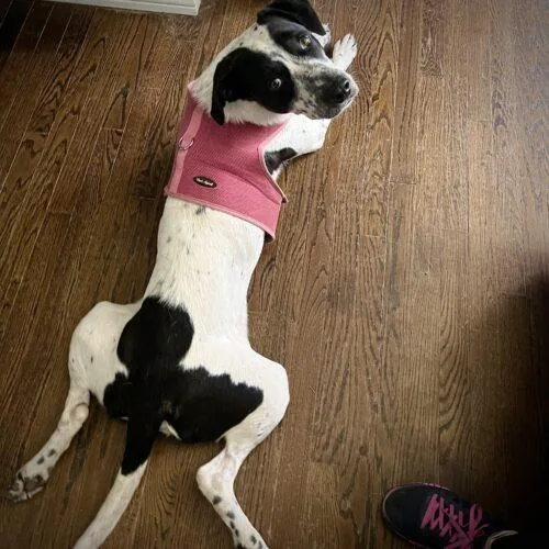 Bestest Boy Buddy thumbnail 2