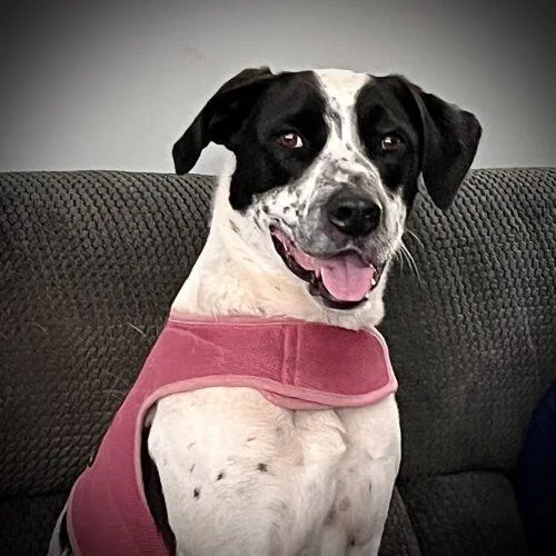 Bestest Boy Buddy thumbnail 3