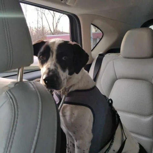 Bestest Boy Buddy thumbnail 4