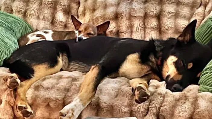 Strawberry! thumbnail 2