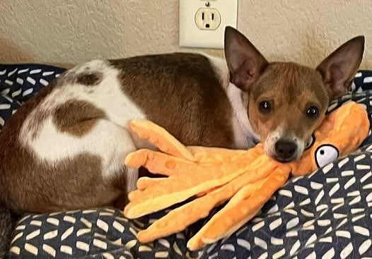 Strawberry! thumbnail 3