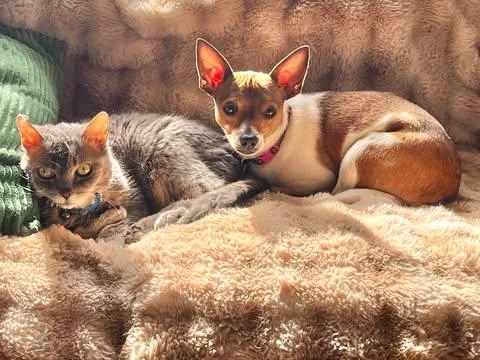 Strawberry! thumbnail 5