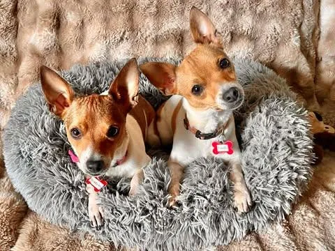 Strawberry! thumbnail 6