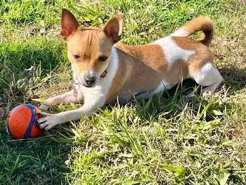 Vanilla! thumbnail 2