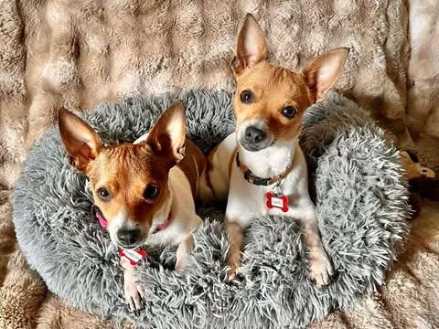 Vanilla! thumbnail 3